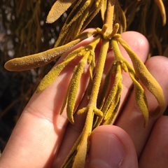 Phoradendron galeottii