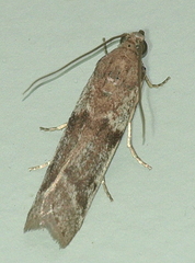 Cryptoblabes hemigypsa