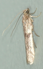 Cryptoblabes hemigypsa