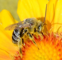 Svastra obliqua expurgata