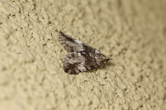 Hydriomena furcata