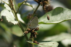 Euchrysops