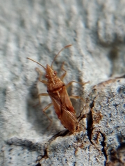 Belonochilus numenius