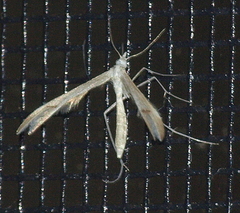 Platyptilia celidotus