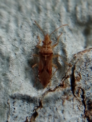 Belonochilus numenius