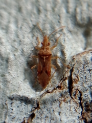 Belonochilus numenius