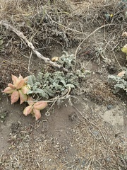 Astragalus nuttallii nuttallii