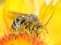 Svastra obliqua expurgata