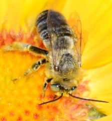 Svastra obliqua expurgata