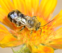 Svastra obliqua expurgata
