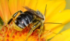 Svastra obliqua expurgata