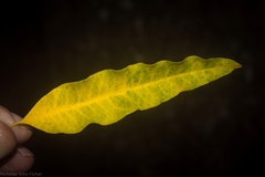 Flindersia xanthoxyla