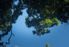 Flindersia xanthoxyla