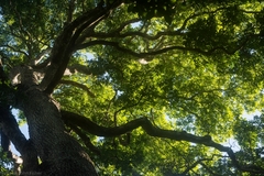 Flindersia xanthoxyla