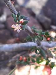Micrantheum ericoides