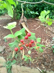 Rauvolfia tetraphylla