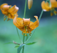 Lilium pardalinum wigginsii
