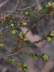 Calytrix tetragona