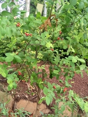 Rauvolfia tetraphylla