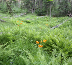 Lilium pardalinum wigginsii