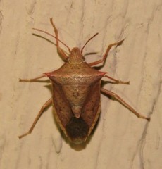 Euschistus ictericus