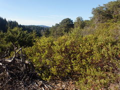 Arctostaphylos bakeri bakeri