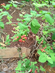 Rauvolfia tetraphylla