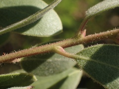 Arctostaphylos bakeri bakeri