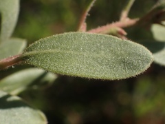 Arctostaphylos bakeri bakeri