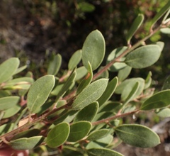 Arctostaphylos bakeri bakeri