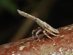 Pyrops candelaria