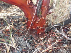 Arctostaphylos bakeri bakeri