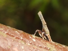 Pyrops candelaria
