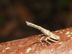 Pyrops candelaria