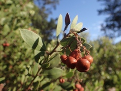 Arctostaphylos bakeri bakeri
