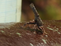 Pyrops candelaria