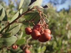 Arctostaphylos bakeri bakeri