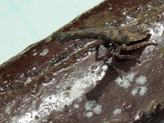 Pyrops candelaria