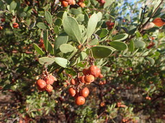 Arctostaphylos bakeri bakeri