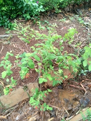 Rauvolfia tetraphylla