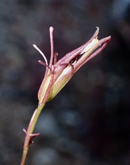 Cordylanthus tenuis brunneus