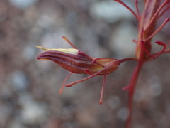 Cordylanthus tenuis brunneus