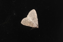 Idia diminuendis