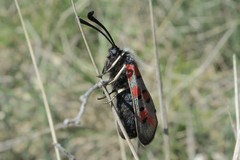 Zygaena rhadamanthus