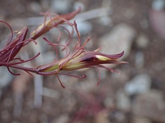 Cordylanthus tenuis brunneus
