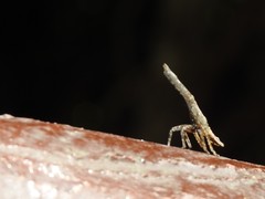 Pyrops candelaria