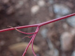 Cordylanthus tenuis brunneus