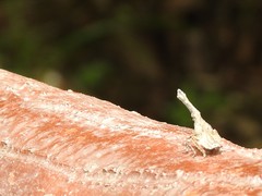 Pyrops candelaria