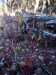 Cordylanthus tenuis brunneus