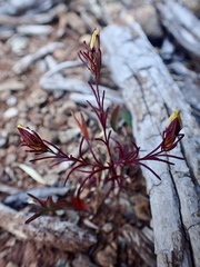 Cordylanthus tenuis brunneus